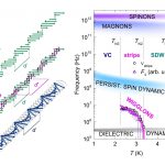 Elementary excitation in the spin-stripe phase in quantum chains